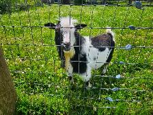 Registered proven nigerian dwarf buck $500
