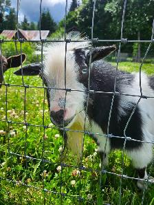 Registered proven nigerian dwarf buck $500 - Photo 2