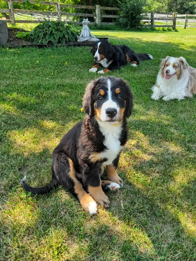 Hidden Hills Bernese