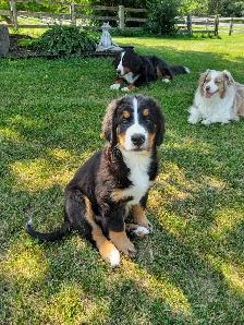 Hidden Hills Bernese