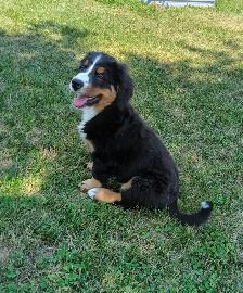 Hidden Hills Bernese - Photo 2