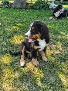 Hidden Hills Bernese - Photo 3
