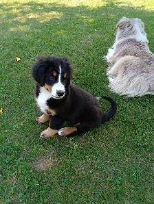 Hidden Hills Bernese - Photo 4