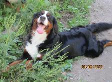 Hidden Hills Bernese - Photo 5