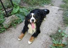 Hidden Hills Bernese - Photo 6
