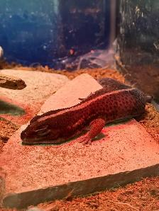 African Fat Tailed Gecko