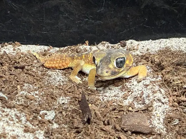 Knob Tail Gecko
