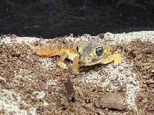 Knob Tail Gecko