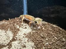 Knob Tail Gecko - Photo 2