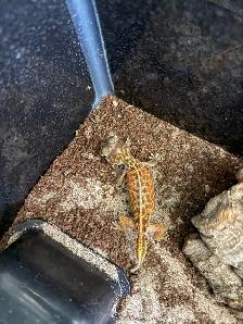Knob Tail Gecko - Photo 3