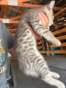 Poly Bengal Kittens - Photo 2