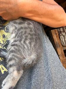 Poly Bengal Kittens - Photo 3