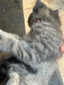 Poly Bengal Kittens - Photo 4
