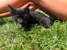 Poly Bengal Kittens - Photo 5
