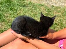 Poly Bengal Kittens - Photo 7