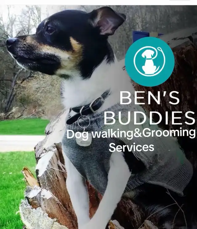 dog grooming & dog walking service