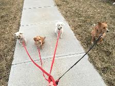 dog grooming & dog walking service - Photo 3