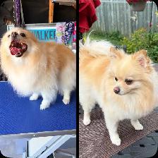 dog grooming & dog walking service - Photo 4