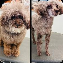 dog grooming & dog walking service - Photo 6