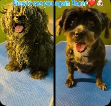 dog grooming & dog walking service - Photo 7