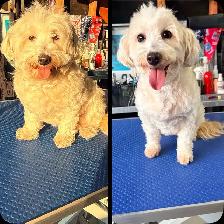 dog grooming & dog walking service - Photo 9
