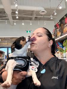dog grooming & dog walking service - Photo 10