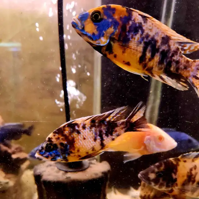 ob peacock males 3'-4'