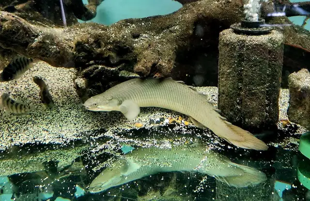 lots of different fish, plants & more (see list below)