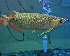 lots of different fish, plants & more (see list below) - Photo 8