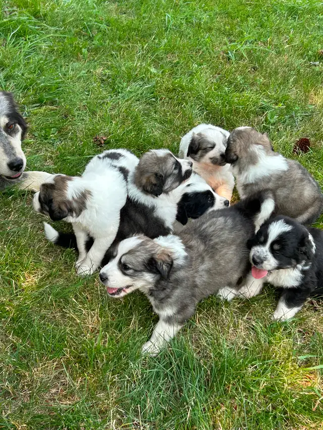 Great Pyrenees Puppies For Sale