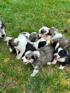 Great Pyrenees Puppies For Sale