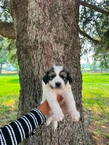 Great Pyrenees Puppies For Sale - Photo 2