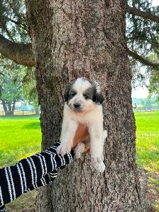 Great Pyrenees Puppies For Sale - Photo 3
