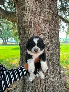 Great Pyrenees Puppies For Sale - Photo 4