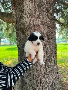 Great Pyrenees Puppies For Sale - Photo 5