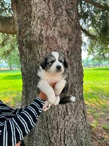 Great Pyrenees Puppies For Sale - Photo 6
