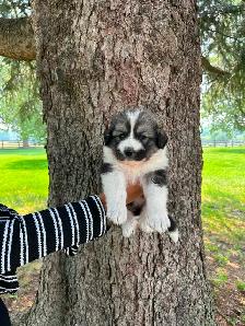 Great Pyrenees Puppies For Sale - Photo 7