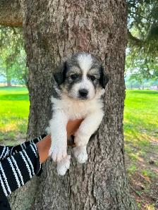 Great Pyrenees Puppies For Sale - Photo 8