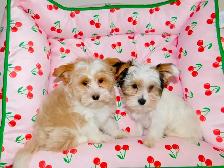 Chiots Yorkshire Terrier Biewer(514-998-7902) - Photo 2