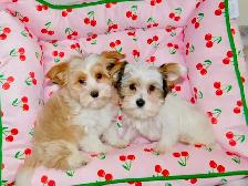 Chiots Yorkshire Terrier Biewer(514-998-7902) - Photo 3