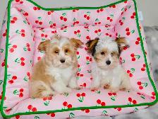 Chiots Yorkshire Terrier Biewer(514-998-7902) - Photo 4