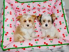 Chiots Yorkshire Terrier Biewer(514-998-7902) - Photo 5