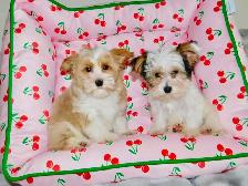 Chiots Yorkshire Terrier Biewer(514-998-7902) - Photo 6
