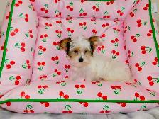 Chiots Yorkshire Terrier Biewer(514-998-7902) - Photo 7