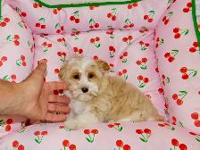 Chiots Yorkshire Terrier Biewer(514-998-7902) - Photo 8