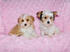 Chiots Yorkshire Terrier Biewer(514-998-7902) - Photo 9