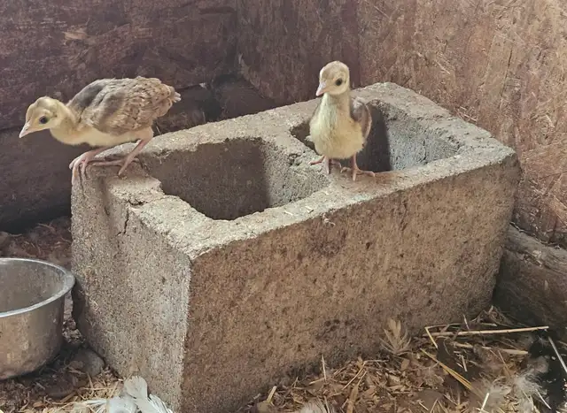 3 peachicks for sale 1 month old, $50 each located near terrace