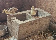 3 peachicks for sale 1 month old, $50 each located near terrace