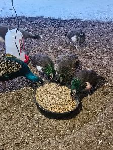 3 peachicks for sale 1 month old, $50 each located near terrace - Photo 2