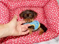 Chiot Yorkshire Terrier brown - Photo 2